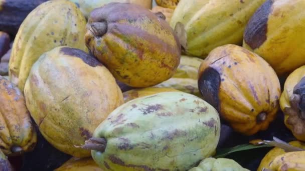 Zbliżenie Owoców Kakao Pilled — Wideo stockowe