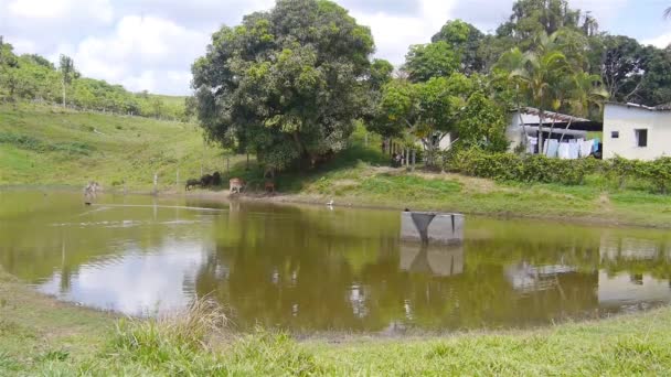 Vacas Terneros Bebiendo Agua Hermoso Lago Una Granja — Vídeos de Stock