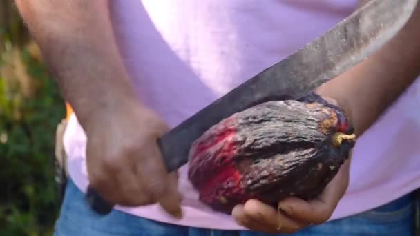 Rolnik Cięcia Świeże Owoce Kakao Nożem — Wideo stockowe