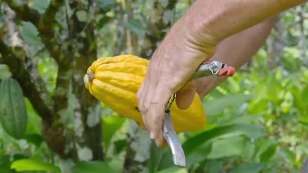 Fermier Coupe Fruit Jaune Cacao Avec Une Tondeuse — Video