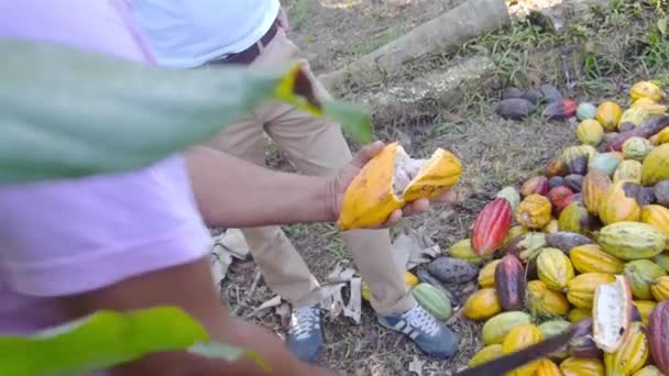 Contadino Che Taglia Frutto Giallo Cacao Una Fattoria — Video Stock