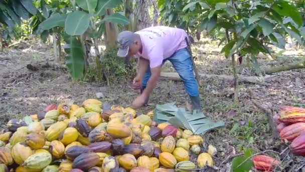 カカオフルーツを通って行く農家 — ストック動画