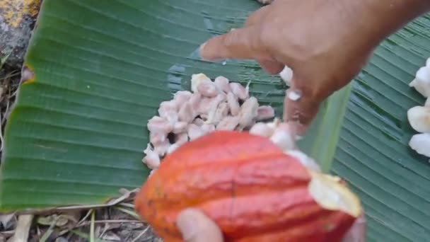 大きなバナナの葉でカカオの種を集める農家 — ストック動画