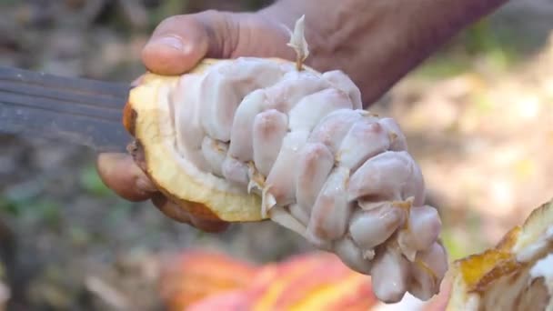 Bauer Öffnet Eine Frische Kakaofrucht Und Zeigt Das Saatgut Auf — Stockvideo