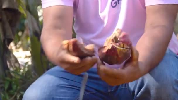 Agricultor Abriendo Una Mala Fruta Cacao Granja — Vídeo de stock