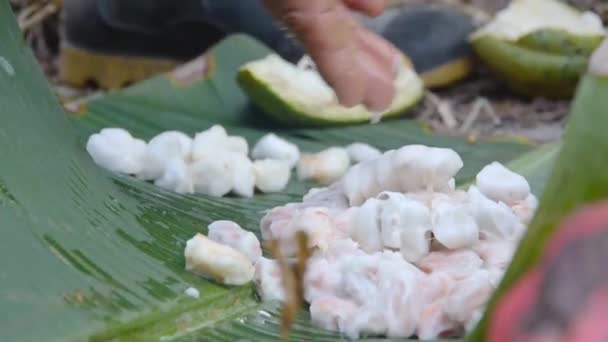 Rolnik Kontrolujący Nasiona Kakaowca Liściu Banana — Wideo stockowe