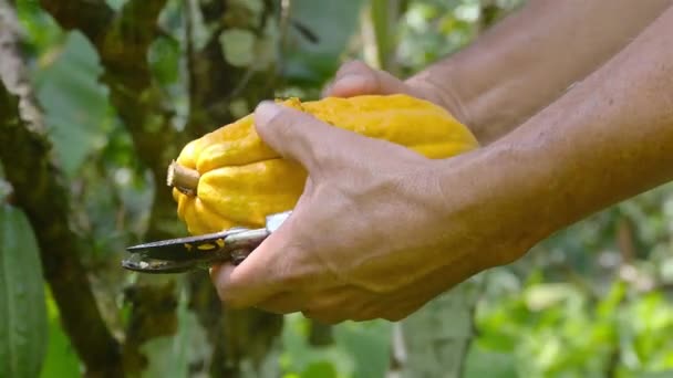 Jordbrukare Öppnar Gul Kakao Frukt — Stockvideo