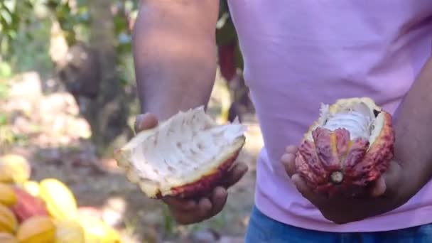 Rolnik Otwarcie Świeże Owoce Kakao Farmie — Wideo stockowe