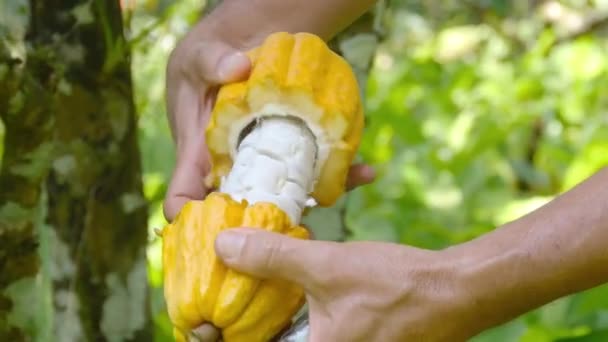 Fermier Ouvrant Fruit Jaune Cacao Montrant — Video