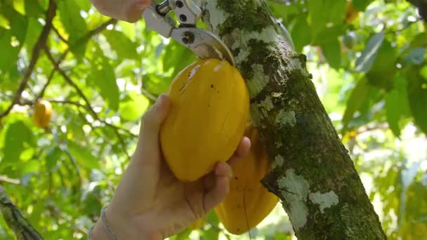 Farmář Sbírá Kakao Ovoce Nůžkami — Stock video
