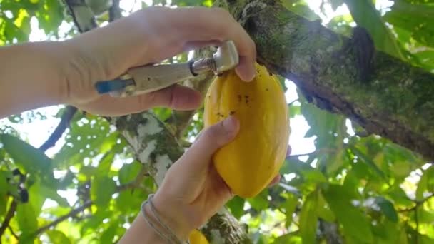 Farmer Picking Cacao Fruit Com Clippers — Vídeo de Stock