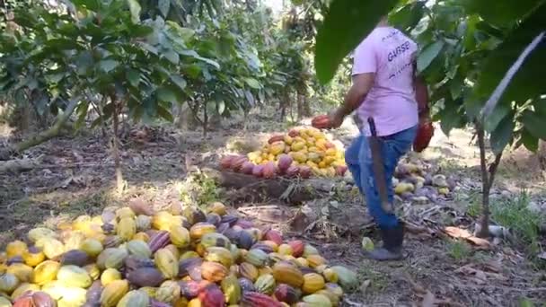 Jordbrukare Pilling Fräscha Kakao Frukter Gården Brasilien — Stockvideo