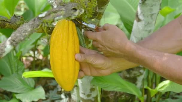 Farmer Plucking Enorme Fruto Cacau Uma Fazenda — Vídeo de Stock