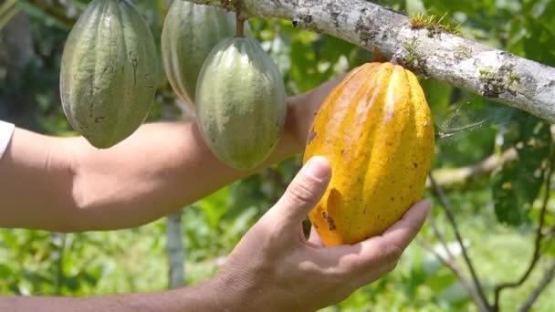 Jordbrukare Plockar Kakao Frukt Och Skär Den Gård — Stockvideo