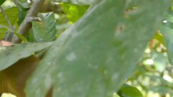 巴西Cacao农场的农民修剪 — 图库视频影像