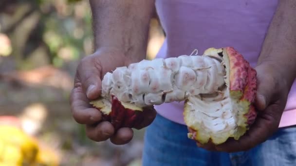 Agricultor Mostrando Semillas Una Fruta Cacao Una Granja — Vídeo de stock