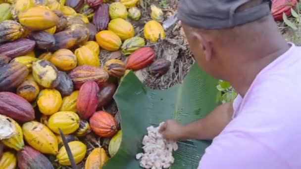大片大片香蕉叶上的可可种子的农民分离 — 图库视频影像