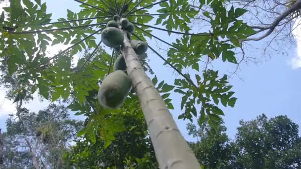 Papaya Verde Atârnând Copac Privind Sus — Videoclip de stoc