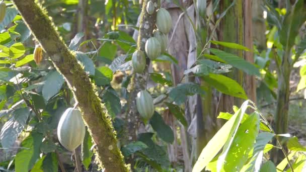 Green Young Cacao Fruits Sur Arbre Dans Une Ferme — Video