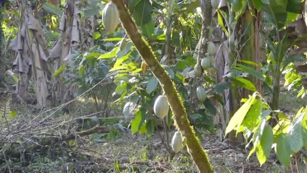 Frutas Verdes Cacao Joven Árbol Con Destellos Sol — Vídeo de stock