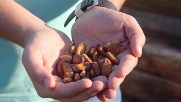 Guy Sosteniendo Semillas Cacao Sus Manos — Vídeos de Stock