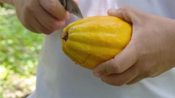 Cara Camisa Branca Cortando Uma Fruta Cacau — Vídeo de Stock