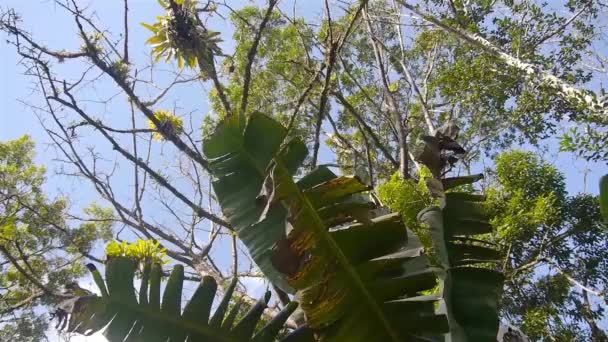 바나나와 잭프루트 나무를 올려다보면서 자전거를 이동하는 — 비디오