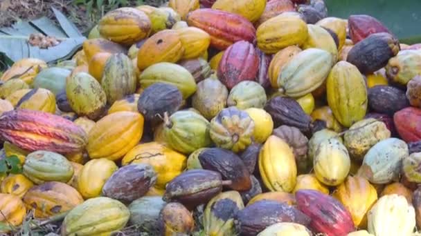 Çiftlikteki Kakao Meyveleri Yığını — Stok video