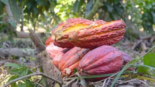 Κόκκινα Ώριμα Φρούτα Κακάο Γεμισμένα Στο Έδαφος Μια Φάρμα — Αρχείο Βίντεο