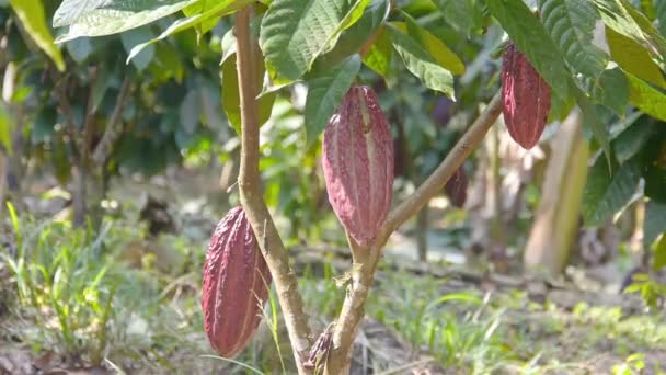 Brezilya Bir Çiftlikte Büyük Kırmızı Kakao Meyveleri — Stok video