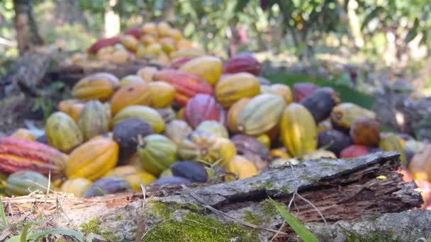 Pilha Frutas Coloridas Cacau Uma Fazenda — Vídeo de Stock