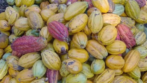 Vista Dall Alto Mucchio Frutti Cacao Terra — Video Stock