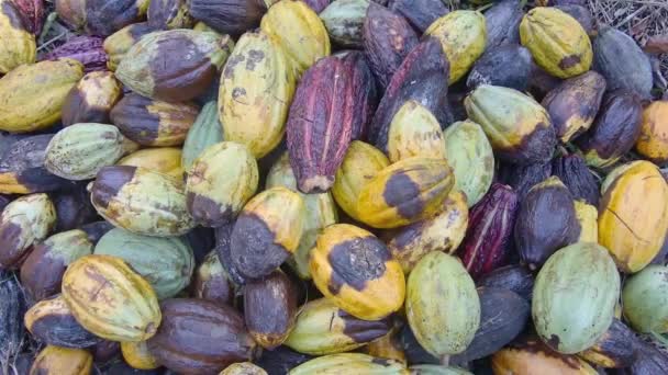 Vista Superior Una Pila Frutas Maduras Cacao Suelo — Vídeo de stock
