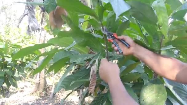 Lavoratore Potatura Cacao Impianto Una Fattoria — Video Stock
