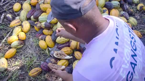 Lavoratore Che Fuori Fagioli Cacao Una Fattoria — Video Stock
