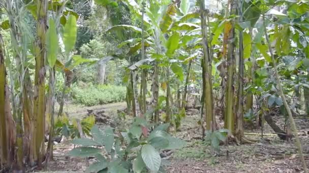 Młode Kakao Roślina Rośnie Wśród Innych Drzew — Wideo stockowe