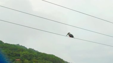 Elektrikli telde oturan siyah beyaz ağaçkakan.