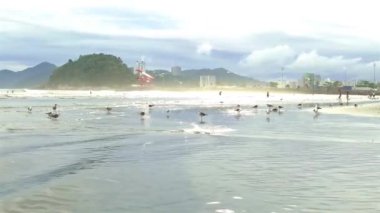 Sahildeki küçük yeşil bir adanın önündeki martılar.