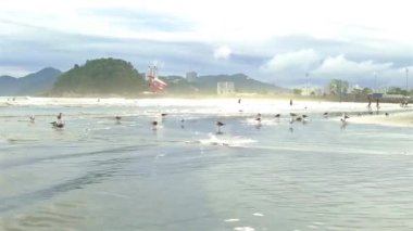  Sahildeki küçük yeşil bir adanın önünde bir sürü martı var.