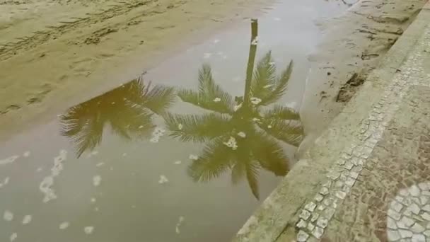 棕榈树在水中的反映 — 图库视频影像