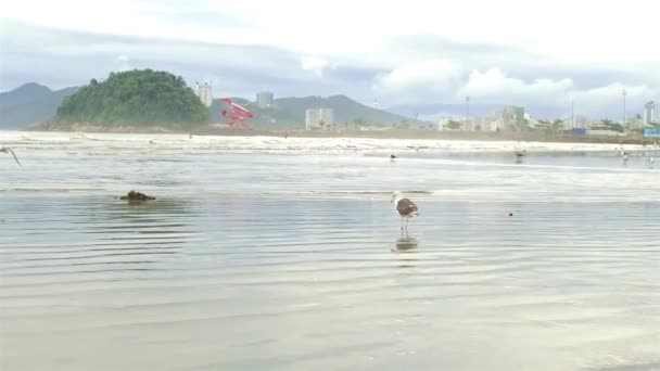在海滩上的一个绿色小岛前冷冰冰的海鸥 — 图库视频影像