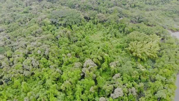 Vista Aerea Dell Isola Piena Alberi Verdi Ombroso Vicino Mare — Video Stock