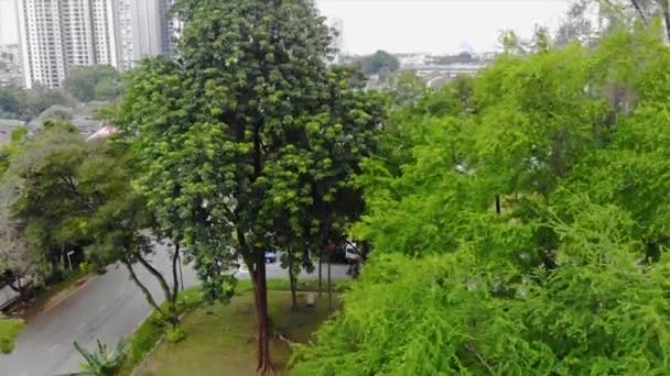 路旁的一个小田野 树木繁茂 空中俯瞰 — 图库视频影像