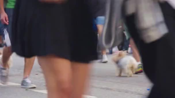 Ładne Psy Avenida Paulista — Wideo stockowe