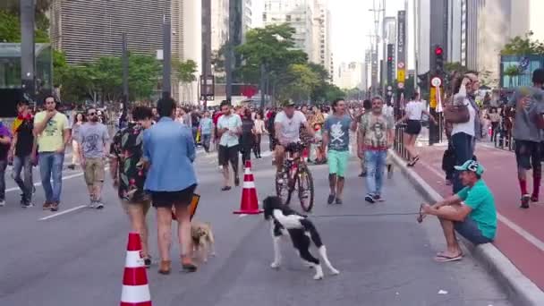 Aranyos Kutyák Avenida Paulista Kézzel Tartott — Stock videók