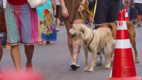 Cães Caminhando Juntos Com Seu Dono — Vídeo de Stock