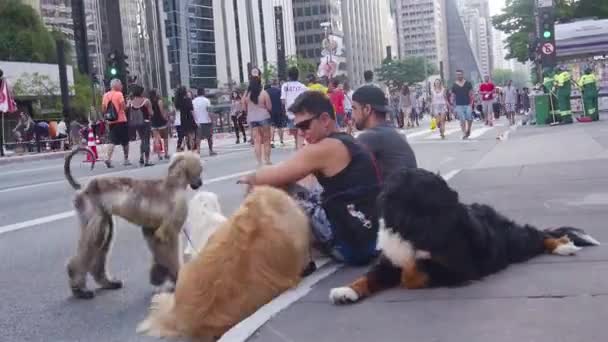 かわいい犬を3匹持つ男性 手を握る — ストック動画