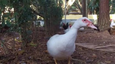  Agua Branca Parkı 'nda Beyaz Ördek