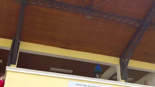 阿瓜布兰卡公园美丽的孔雀 — 图库视频影像