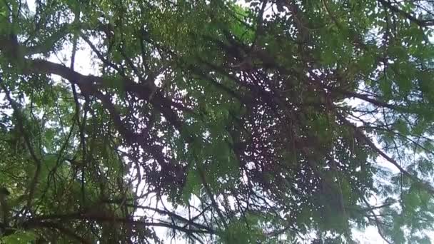 阿瓜巴兰卡公园的大树 — 图库视频影像